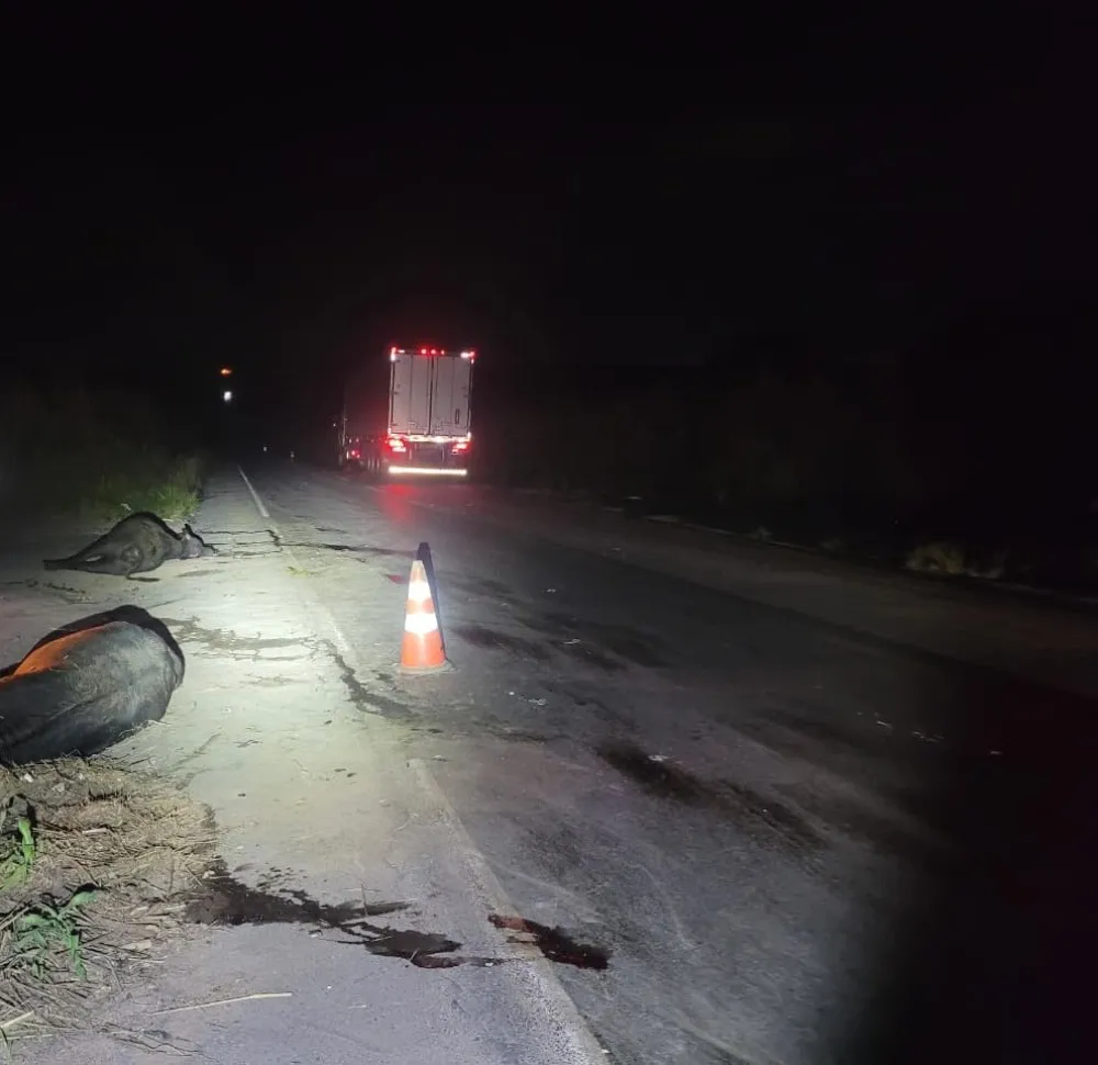 Presença de búfalos na rodovia resulta em acidente no trecho entre Moema e Lagoa da Prata